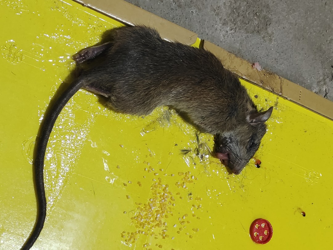 神奇粘鼠板 高效灭鼠的静默守护者